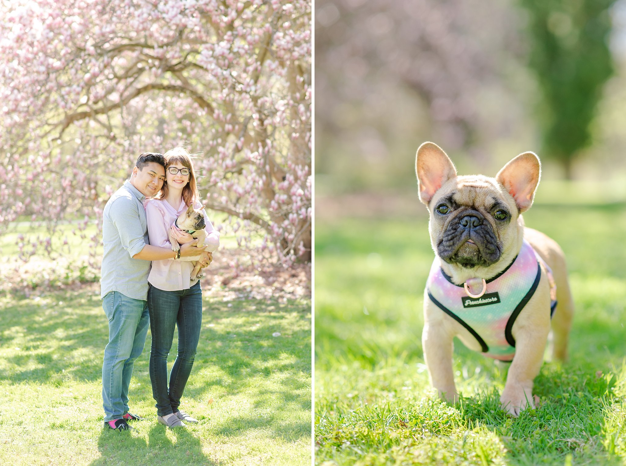 a couple stands with their french bulldog at springbank park in front of a magnolia tree