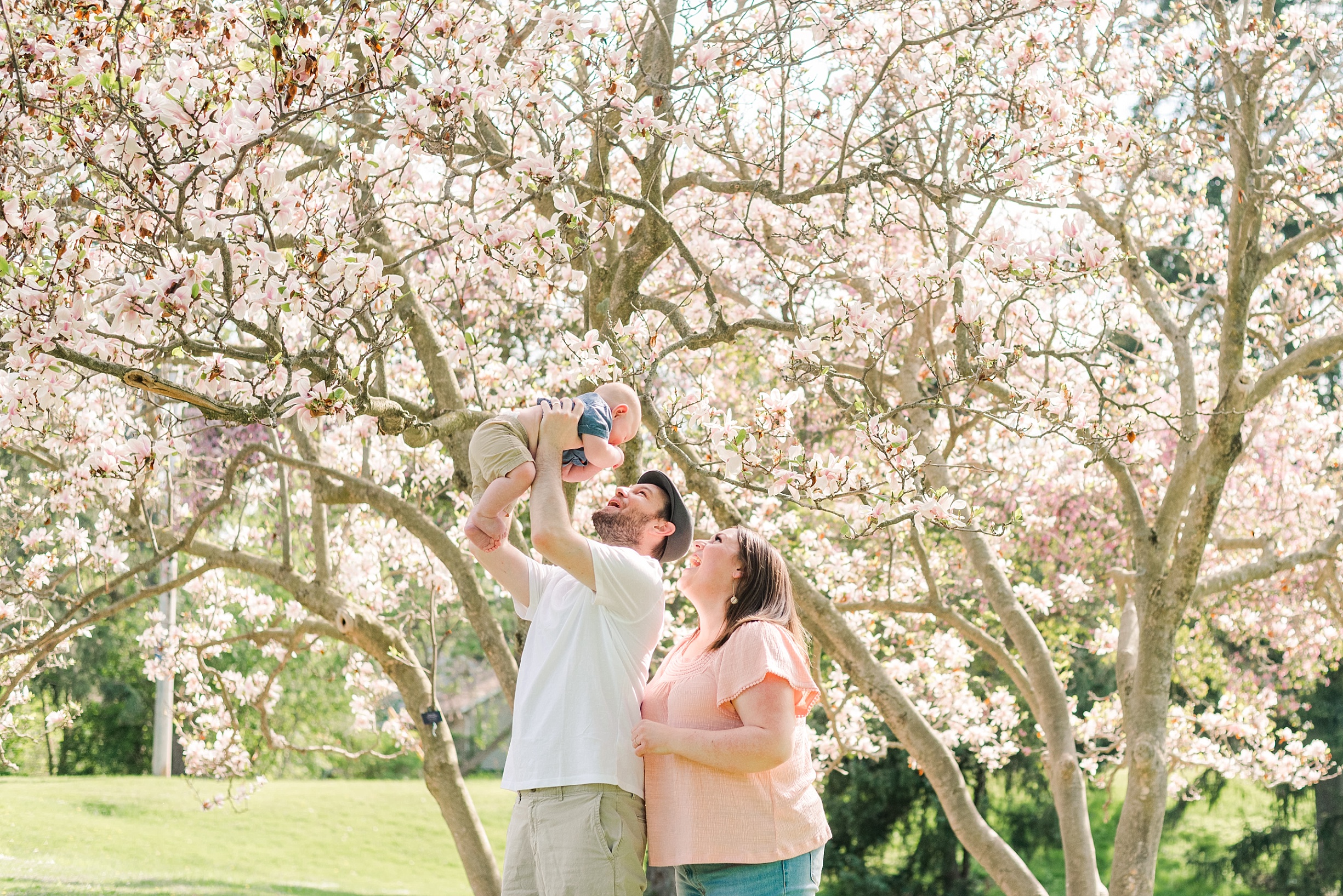 a dad lifts his son in the air while mom smiles up at them. they're standing in front of a magnolia tree in springbank park. london ontario photographer life is beautiful photography.